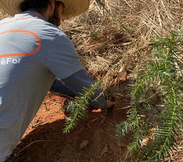 Plantio de muda em área de restauração