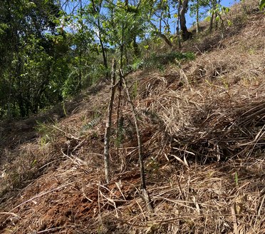 Mudas plantadas na encosta