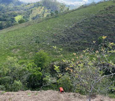 Área natural em restauração